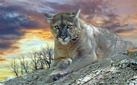 39 Cougar Wallpaper For Desktop On Wallpapersafari
