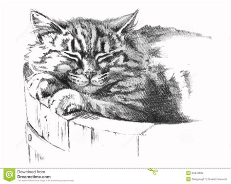 Pencil Drawing Of Cat Stock Illustration Image 53470502