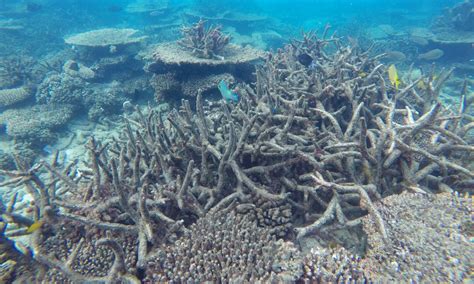 70 Dead Coral Bleaching On Great Barrier Reef Worse Than Expected
