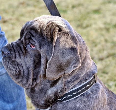 The boerboel breed is a large and muscular breed of dogs that are originated from south. Rules of the Jungle: Neapolitan mastiff puppies