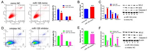 Animals Free Full Text Mir 126 Controls The Apoptosis And