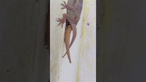 How Lizards Sex And How See How The Meet With Her Partner Guyz Plz Watch And Subscribe