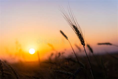 Cereal Wheat Fields At Sunrise Stock Image Image Of Grain Gold