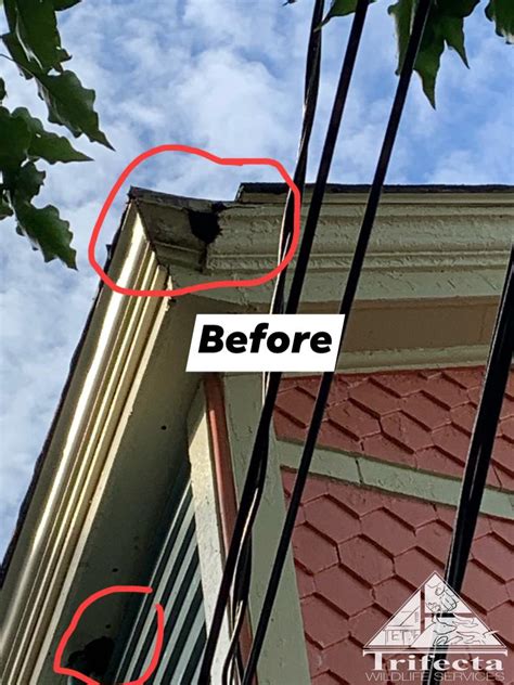 We remove and prevent all type of bug infestations. Trifecta Wildlife Services - Home | Facebook
