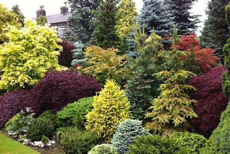 Garden Design With Conifers Image To U