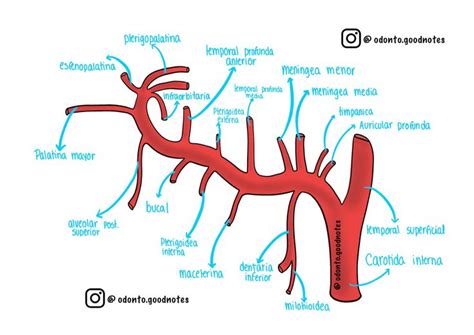 Arteria Maxilar Anatom A Dental Anatom A M Dica Anatomia Y