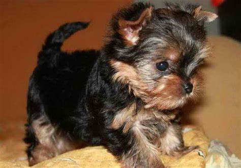 Породы собак йоркширский терьер с фотографиями Картинка - Породы собак йоркширский терьер с фотографиями