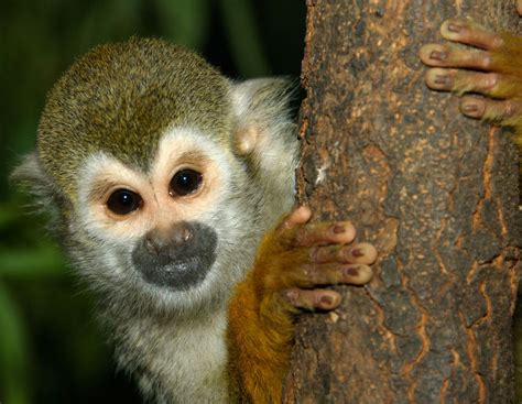 Mono Ardilla El Primate M S Peque O De Costa Rica Ferret Monkey