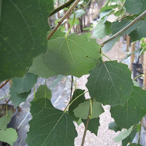 Buy affordable quaking aspen trees at our online nursery. Bare Root Aspen Trees For Sale Online in Ireland | Buy Now