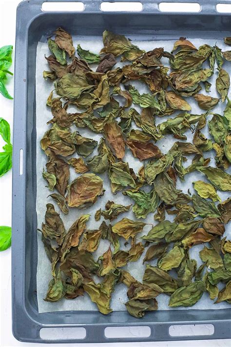 How to Dry Basil in the Oven | Quick and Easy Method | The Picky Eater