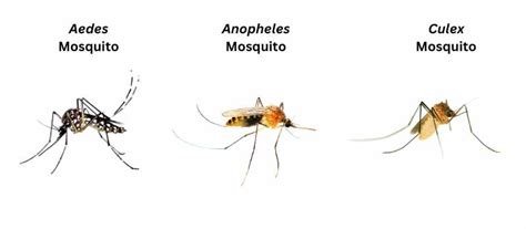 What Does A Mosquito Look Like