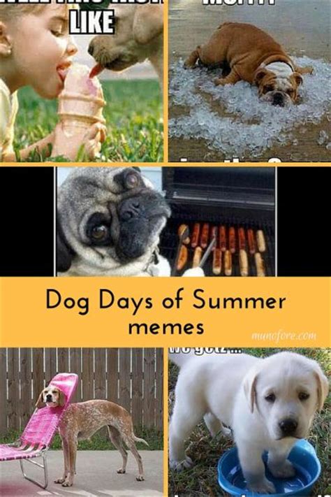 Dog Days Of Summer Memes Plus Friday Frivolity Munofore