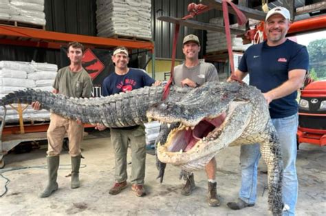 Flashback To The 700 Pound Alligator Found In Georgia Drainage Ditch