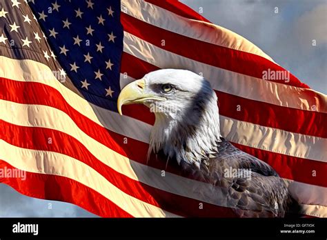 North American Bald Eagle On The American Flag Stock Photo Alamy