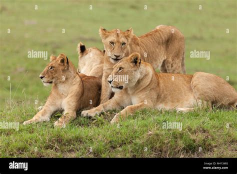 A Pride Of Lions On The Grasslands Of The Maasai Mara Kenya Stock