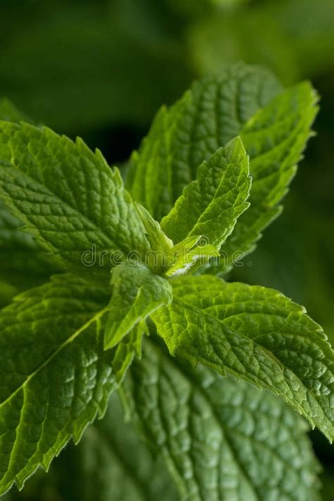 Mint Leaves Stock Image Image Of Close Horizontal Pepermint 19889637