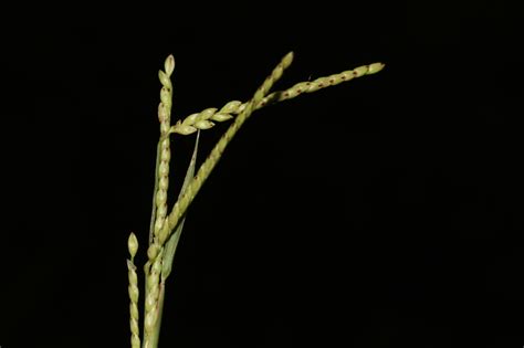 East African Plants A Photo Guide Brachiaria Stigmatisata Mez Stapf