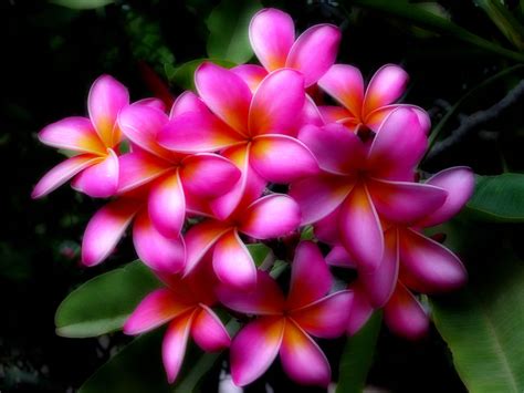 Romantic Flowers Hawaiian Flowers