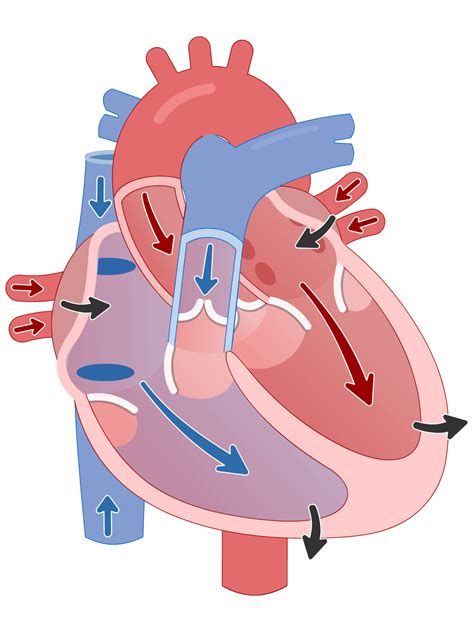 Cardiac Cycle Lesson Human Bio Media