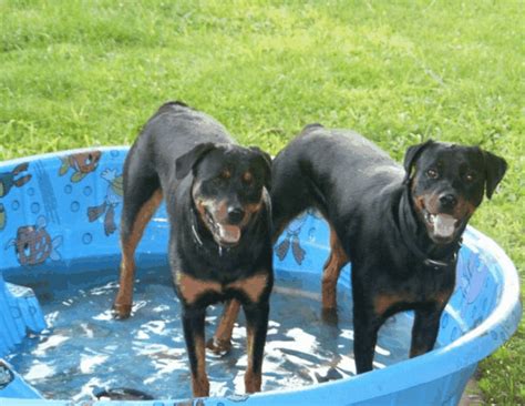 Puppies go through their very first fear period when they are still in the breeder's care at 5 weeks. Understanding Fear Periods in Dogs | PetHelpful