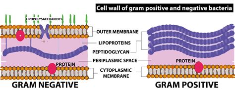 Gram Negative Bacterial Cell Wall Structure With Emph