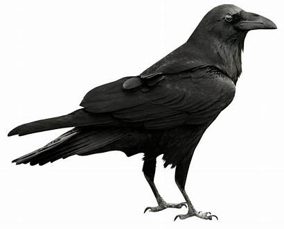 Raven Transparent Clipart Birds Yopriceville Previous