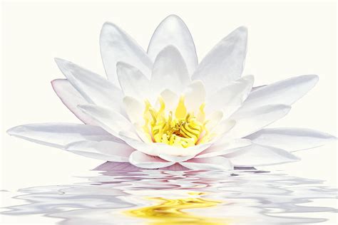 White Lotus Flower In Water Photograph By Nisangha Ji