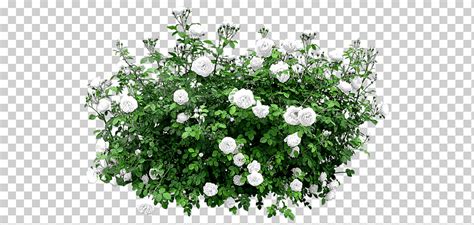 Descarga gratis Flor de arbusto rosal flor jardín de flores planta