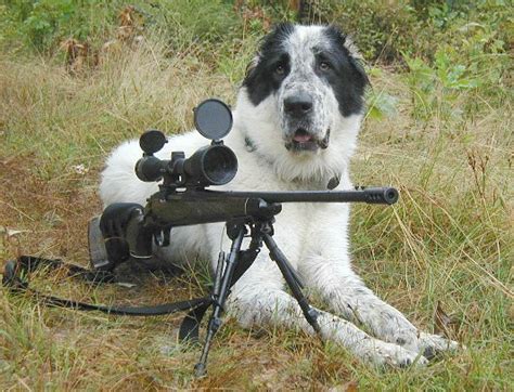 Amper Bae Funny Dogs With Guns