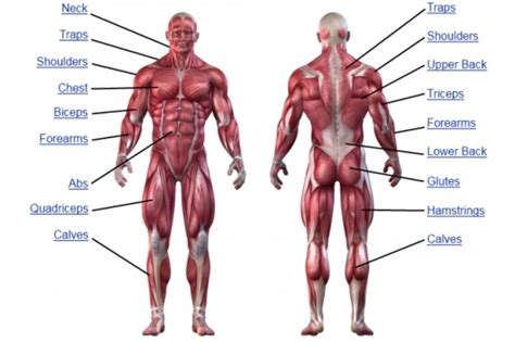 Our leg muscles work even while we are just sitting. human muscular system diagram unlabeled - Google Search ...