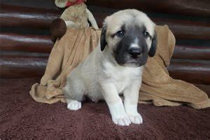 There, in the high appenines of the abruzzi region and on the plains of the maremma, he has been bred for some two thousand. Maremma Sheepdog Puppies for Sale from Reputable Dog Breeders