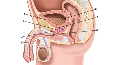 Men Urinary Tract System Wellspect