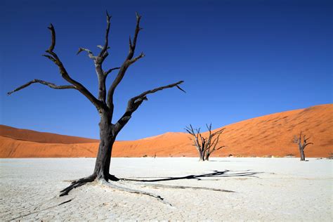 Wallpaper Africa Trees Tree Nature Canon Dead Sand Desert