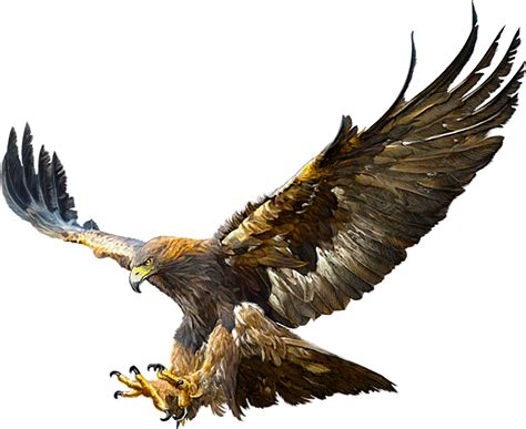 Eagles Png 16 Free Cliparts Download Images On Clipground 2023