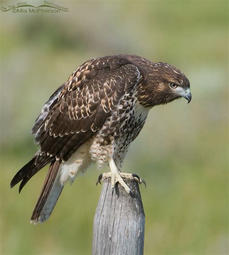 Juvenile Red Tailed Rough Legged Ferruginous And