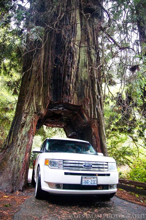 Watch Out For The Woestmans Redwood Forest Drive Thru Tree