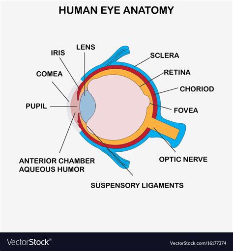 Anatomy Of Human Eye Royalty Free Vector Image