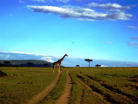 Check out quenia's art on deviantart. Seca devasta parques do Quênia - Elo Geográfico