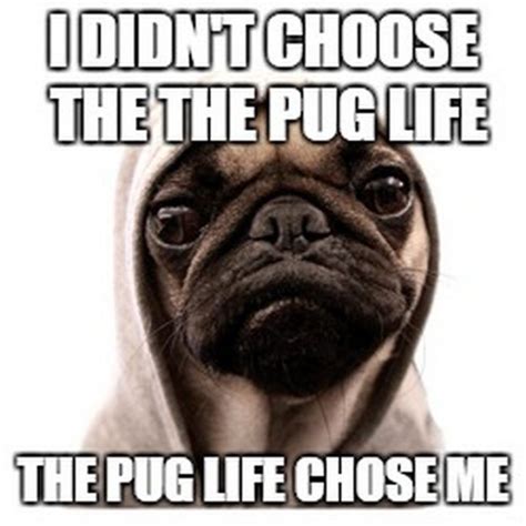 101 Lovable Pug Memes That Are Too Puggin Cute Pug Memes Pug Life
