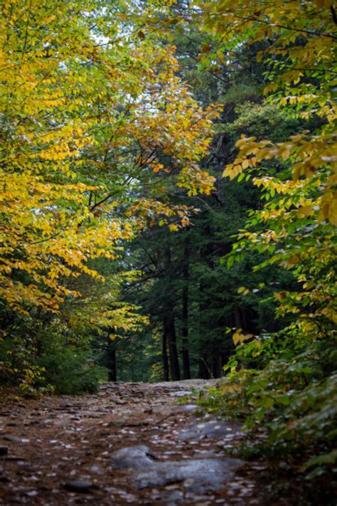 Autumn Woods Free Stock Cc0 Photo