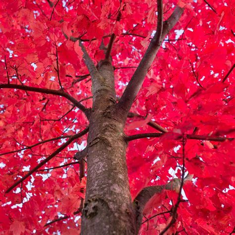 Red Maple Tree Greenwood Nursery