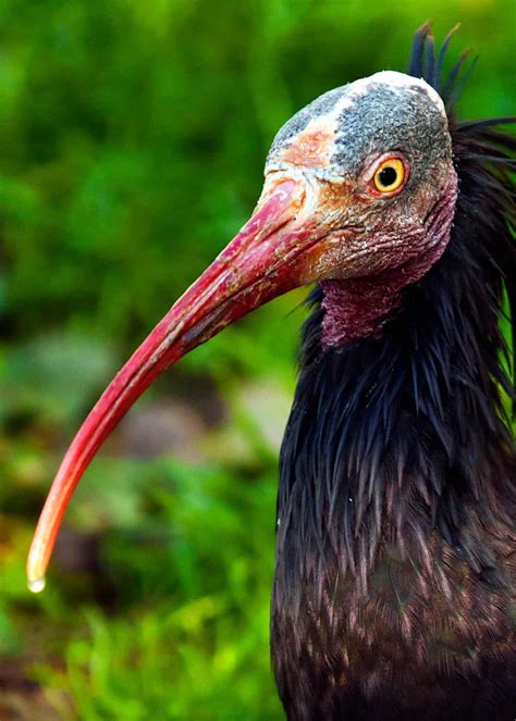 Ugly Birds The 11 Ugliest Birds On The Planet Pictures Videos