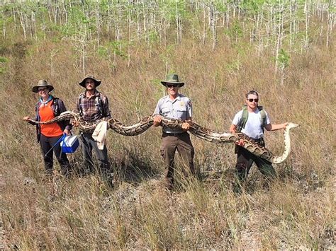 Florida Removes 5000 Invasive Burmese Pythons From The Everglades