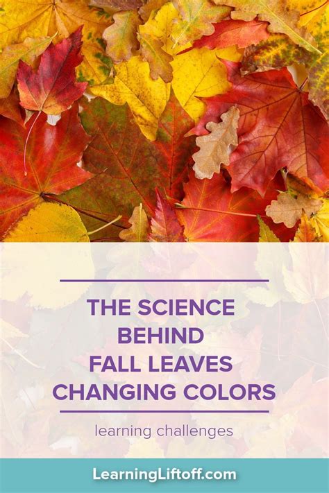 The Science Behind Fall Leaves Changing Colors Learning Liftoff
