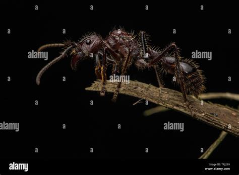 Bullet Ant Paraponera Clavata Hi Res Stock Photography And Images Alamy