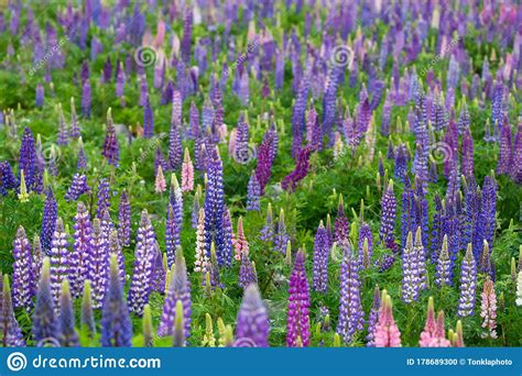 Lupin Flower During Springtime At Lake Side Of Tekapo New Zealand In
