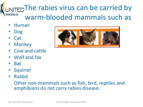 Rabies is a serious infection of the brain and nervous system. Dog Rabies Symptoms