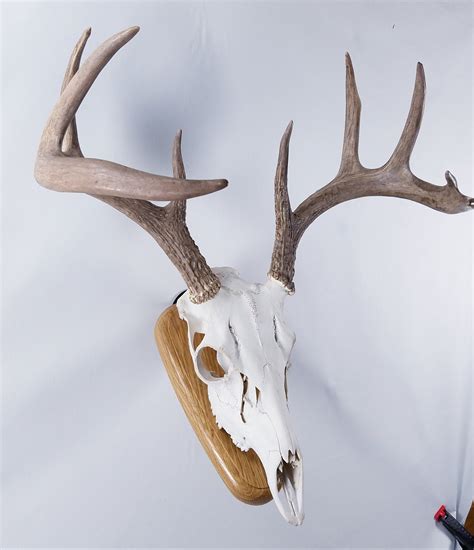 European Skull Mount Wall Plaque Whitetail Deer White Oak Etsy Canada