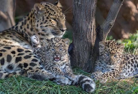 San Diego Zoo Debuts 2 Endangered Amur Leopard Cubs As It Reopens Cbs