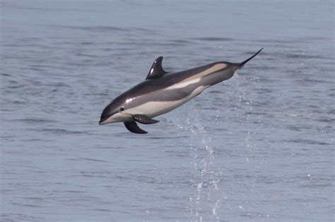 Fileatlantic White Sided Dolphin Wikimedia Commons